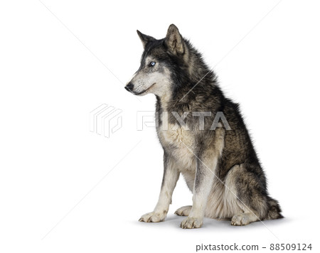 American Wofdog on white background 88509124