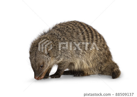 Banded Mongoose on white background Banded Mongoose on white background 88509137