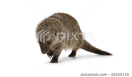 Banded Mongoose on white background 88509138