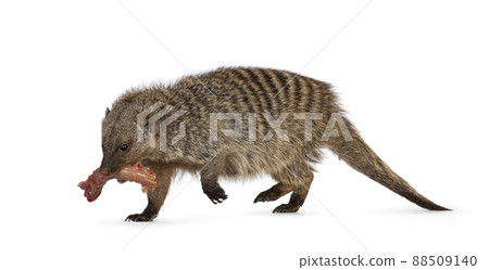 Banded Mongoose on white background 88509140