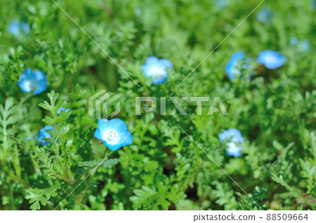 Cobalt-colored flowers 88509664