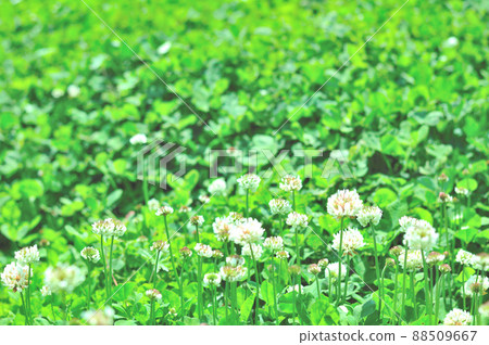 Cobalt-colored flowers 88509667