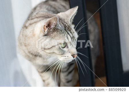 A cat that cares about the outside Sabatra cat 88509920
