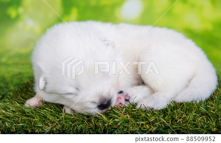 White small Samoyed puppy dog on green grass background 88509952