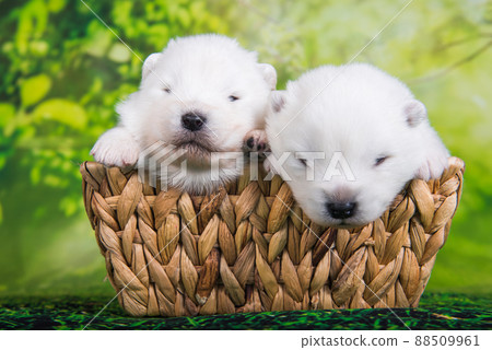Two White small Samoyed puppies dogs two weeks age in Easter basket Two White small Samoyed puppies dogs two weeks age in Easter basket 88509961