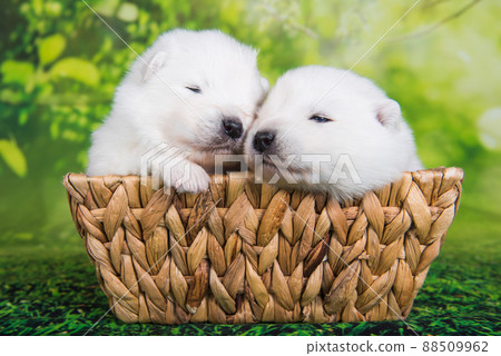 Two White small Samoyed puppies dogs two weeks age in Easter basket Two White small Samoyed puppies dogs two weeks age in Easter basket 88509962