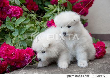 White furry Samoyed puppies are sitting with red roses 88509978