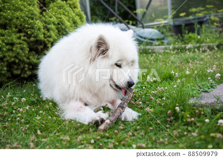 White Samoyed dog gnaws a wooden stick in the grass White Samoyed dog gnaws a wooden stick in the grass 88509979