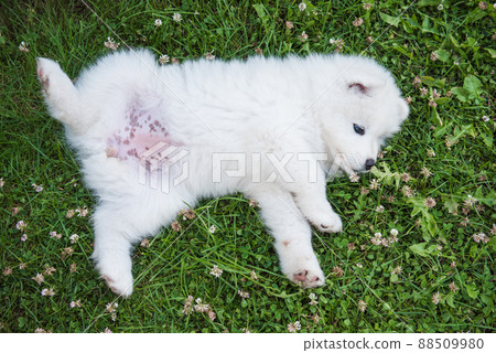Funny Samoyed puppy dog top view in the garden Funny Samoyed puppy dog top view in the garden 88509980