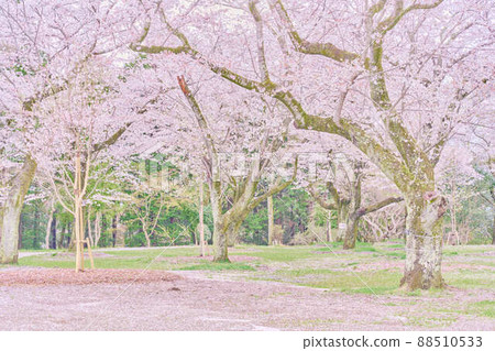 曙山公園的春天櫻花 曙山公園的春天櫻花 88510533