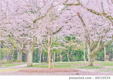 曙山公園的春天櫻花 曙山公園的春天櫻花 88510534