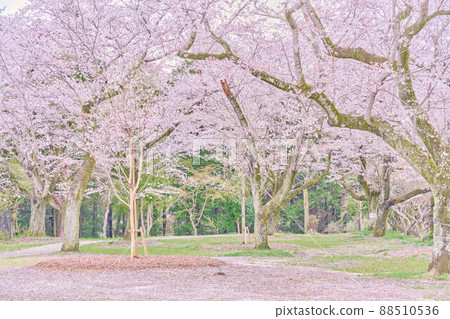 曙山公園的春天櫻花 曙山公園的春天櫻花 88510536