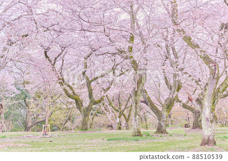 曙山公園的春天櫻花 曙山公園的春天櫻花 88510539