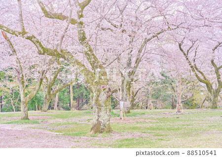 曙山公園的春天櫻花 88510541