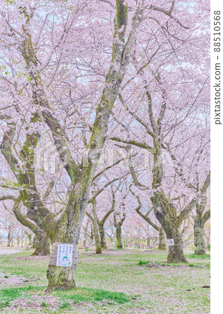 Spring cherry blossoms in Akebonoyama Park Spring cherry blossoms in Akebonoyama Park 88510568