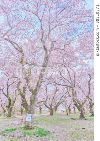 Spring cherry blossoms in Akebonoyama Park Spring cherry blossoms in Akebonoyama Park 88510571