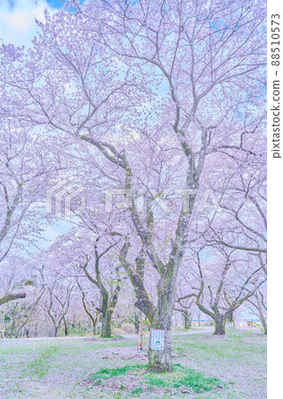 Spring cherry blossoms in Akebonoyama Park 88510573