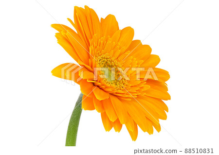 [Gerbera] (Depth synthesis) 88510831