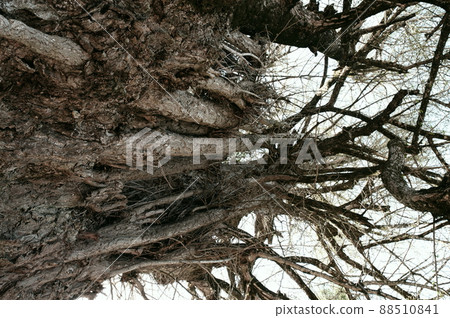 仰望銀杏巨樹② 88510841