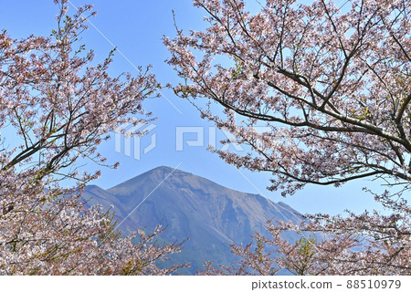 從高千穗農場的櫻花到霧島 從高千穗農場的櫻花到霧島 88510979