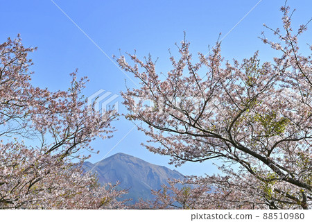 從高千穗農場的櫻花到霧島 從高千穗農場的櫻花到霧島 88510980
