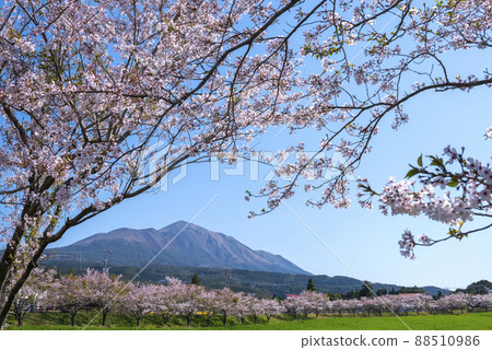 From the cherry blossoms at Takachiho Farm to Kirishima From the cherry blossoms at Takachiho Farm to Kirishima 88510986