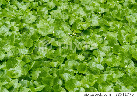 Wasabi, a Japanese herb that grows in a clear stream 88511770