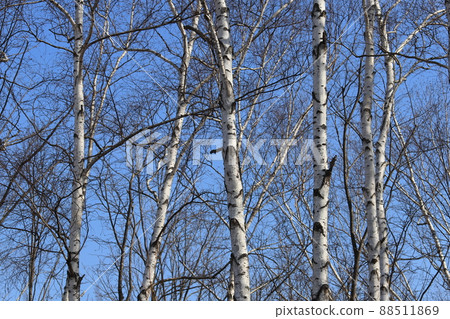 Birch forest in the blue sky Birch forest in the blue sky 88511869