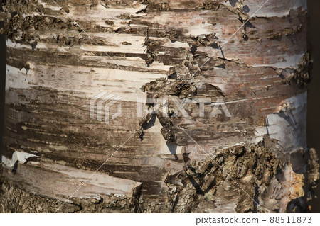 White birch bark White birch bark 88511873