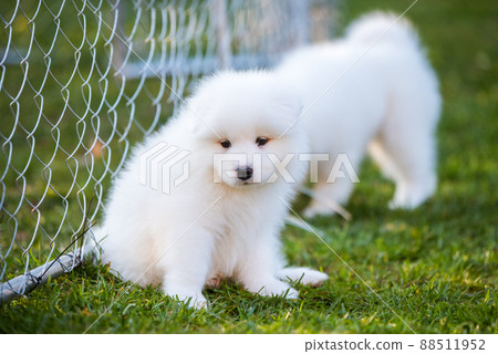 Funny Samoyed puppy on the green grass 88511952