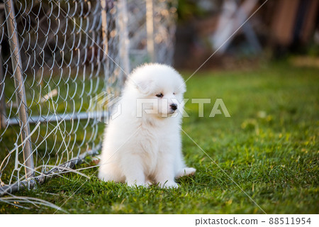 Funny Samoyed puppy on the green grass 88511954