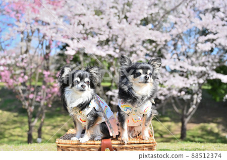 Spring walk of dogs at Takao Sakura Park Chihuahua multi-headed breeder Kitamoto City, Saitama Prefecture Spring walk of dogs at Takao Sakura Park Chihuahua multi-headed breeder Kitamoto City, Saitama Prefecture 88512374