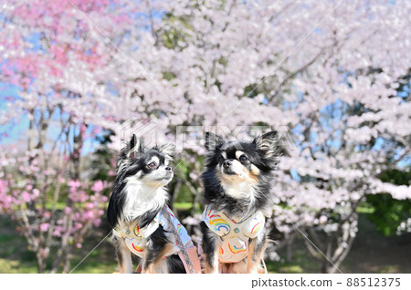 Spring walk of dogs at Takao Sakura Park Chihuahua multi-headed breeder Kitamoto City, Saitama Prefecture 88512375
