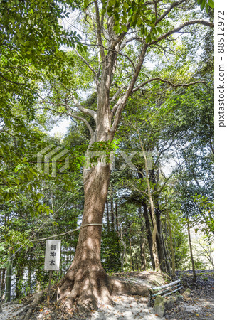Yahashira Shrine (Kakemachi, Okazaki City) Shinboku 88512972
