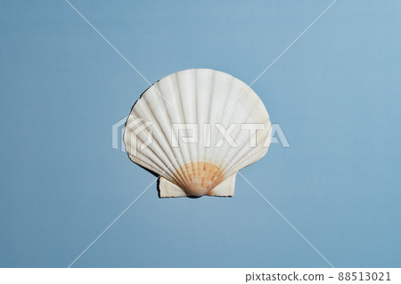 scallop seashell on blue background 88513021