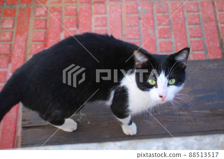 諾拉貓抬頭看這裡 諾拉貓抬頭看這裡 88513517