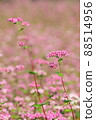 Red buckwheat flower 88514956