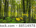 Beech forest 88514978