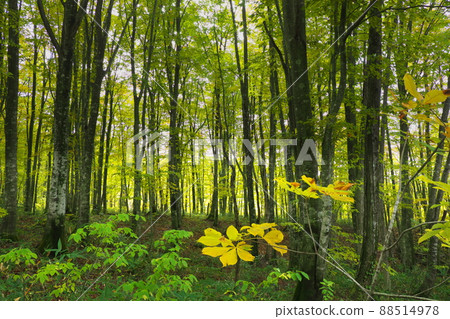 山毛櫸森林 88514978