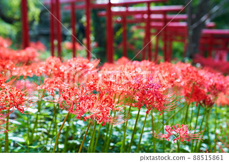 Gansui-ji Temple, Hamamatsu City, Shizuoka Prefecture Cluster amaryllis 88515861