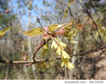 Uricaide flowers Uricaide flowers 88516383