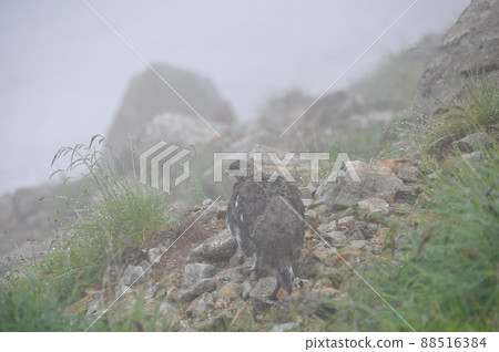 Thunderbirds that appeared in the fog 88516384