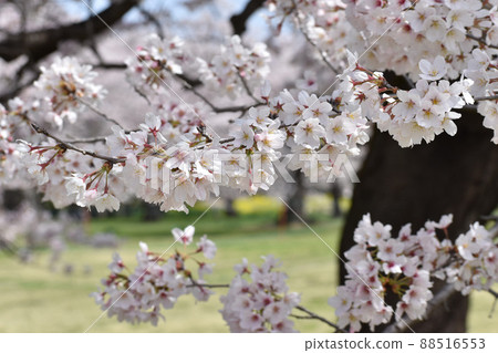 Black bark and white cherry blossoms Black bark and white cherry blossoms 88516553