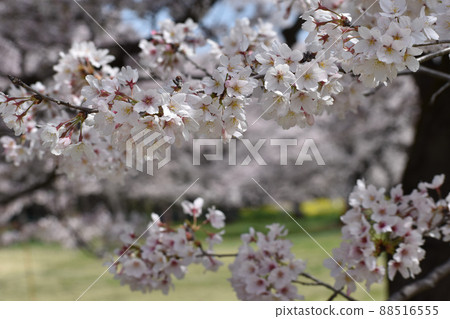 Black bark and white cherry blossoms Black bark and white cherry blossoms 88516555