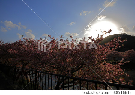 Kawazu cherry tree at sunset Kawazu cherry tree at sunset 88516613