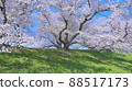 京都Sewaritei的櫻花 88517173