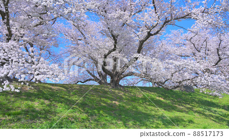 京都Sewaritei的櫻花 88517173