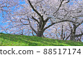 京都Sewaritei的櫻花 88517174