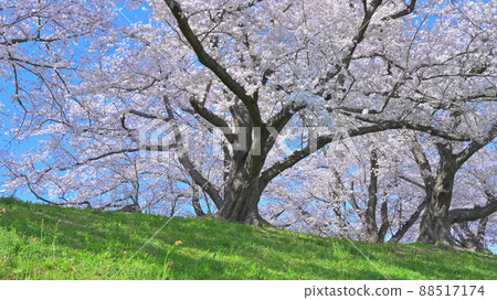 京都Sewaritei的櫻花 88517174
