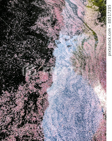 東京九段江戶城的花筏 東京九段江戶城的花筏 88517285